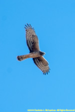 in flight